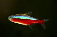 探索本色水景：学习如何为草缸添配鱼种，60种灯科鱼供您选择