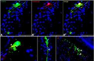 斑马鱼生殖的调控机制：GnRH3与GABAergic神经元的作用