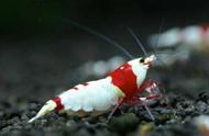 红白水晶虾：观赏虾界的明星，颜值与价值并存