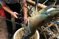 专家揭秘：体长40厘米的“巨虾”真实名称