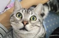 银虎斑美短猫：猫界的清新代表，不妥协，不媚俗