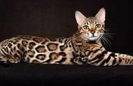 探索世界：9种最壮观的大猫种类