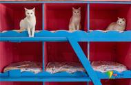 土耳其的猫咪天堂：凡猫别墅开放领养！