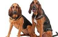 探索不同类型的寻血猎犬：三种主要分类